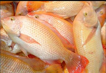 Tilapia roja. Imagen tomada del blog del Minal