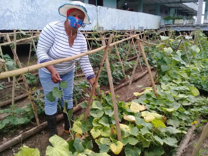 Francisca junto a varias profesoras del Instituto Politécnico Agropecuario (IPA) «Armando Mestre Martínez», conocido como Veguitas 14, han hecho florecer allí canteros con hortalizas, condimentos y plantas medicinales. Prevención contra la Covid-19 – Coronavirus – nasobuco