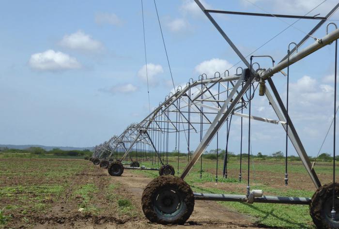 Ni las parcelas bajo riego mecanizado ofrecen los rendimientos productivos que debieran. foto de la autora