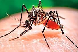 Un mosquito 'Aedes aegypti'.