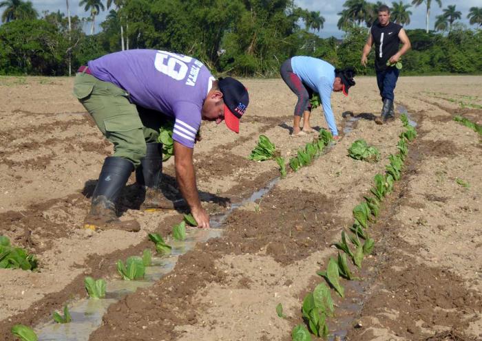 En Pinar del Río se deberán plantar 16 373 hectáreas de tabaco, considerado el principal rubro exportable de la agricultura cubana.