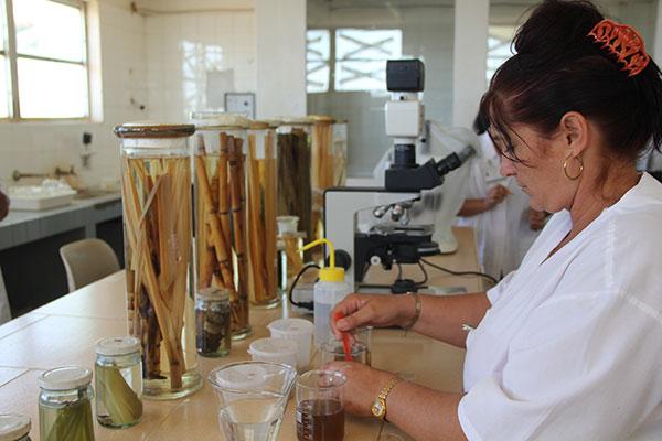 Los bioproductos de ICIDCA están orientados, en lo fundamental, a la mejora de la eficiencia de los cultivos y sustitución de importaciones en la agricultura cañera y no cañera