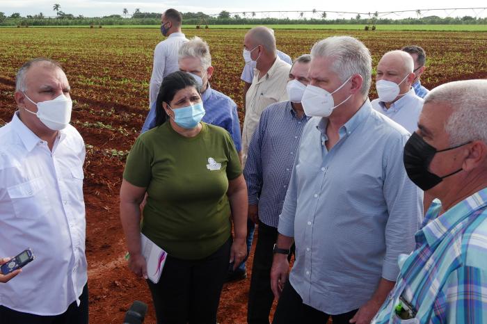 Recorre Diaz- Canel áreas agrícolas de Artemisa