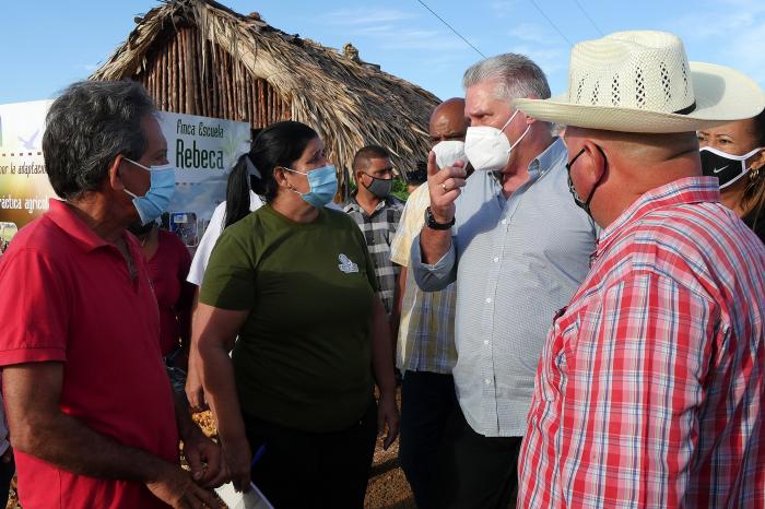 Recorre Diaz- Canel áreas agrícolas de Artemisa
