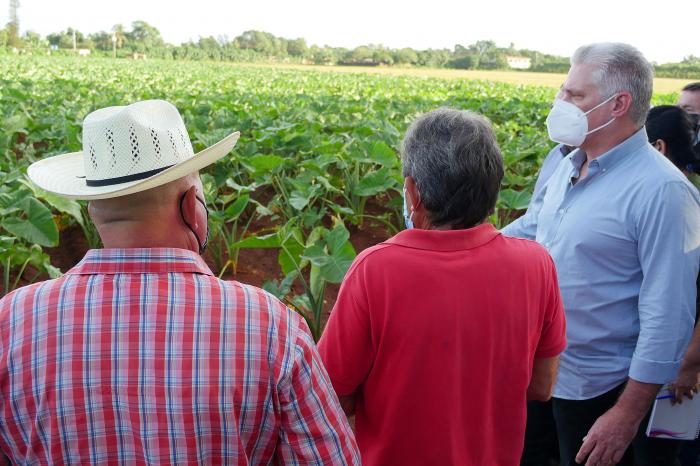 Recorre Diaz- Canel áreas agrícolas de Artemisa