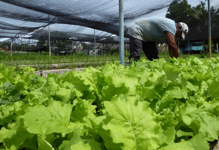 Hay ejemplos de agricultura en los que se puede ser testigo de la gracia y agudeza con las que la necesidad de producir alimento es resuelto por el afán innovador que emana de la sabiduría popular. 