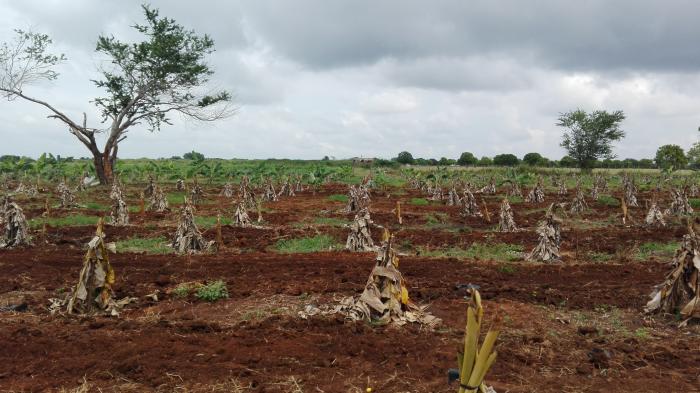 Plantas de café con la protección necesaria en los primeros meses de la siembra. foto de la autora