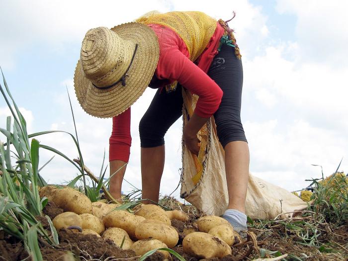 La experiencia estará basada en el empleo de materia orgánica, humus de lombriz, cachaza, gallinaza, entre otros productos de origen natural.