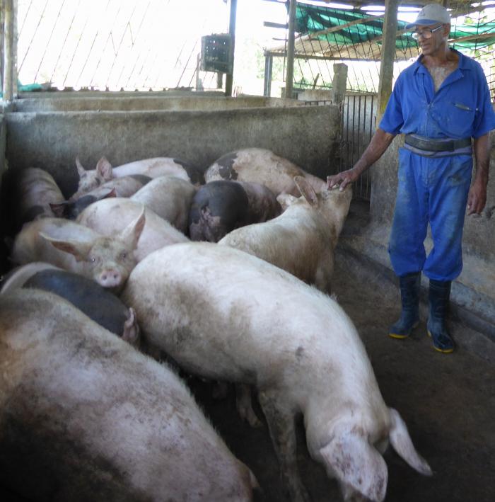 Hombre y cerdos en nave porcina. Los cerdos de Gilberto. CCS Mariana Grajales