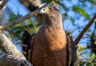 El gavilán colilargo aparece entre las especies endémicas en peligro de desaparecer.  Foto: Aslam Castellón