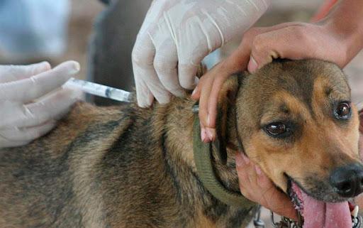 Están sujetas a lo establecido en este procedimiento las personas naturales y jurídicas propietarias, tenedoras y poseedoras de animales, según lo dispuesto en la legislación vigente sobre bienestar animal