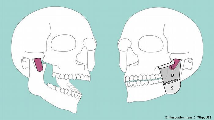 Los científicos proponen que esta capa reciba el nombre de Musculus masseter pars coronidea