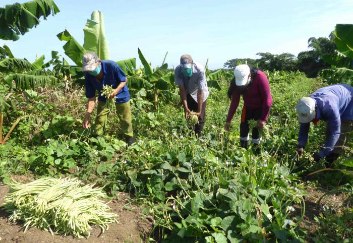 La práctica de intercalar cultivos entre las plantaciones en fomento deja probados beneficios para los productores.