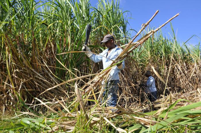 Brigada de macheteros de corte manual de la caña en la CPA Cuba Socialista en Cayajabo, tributando para el CAI Boris Luis Santa Coloma en el municipio Madruga, provincia de Mayabeque.