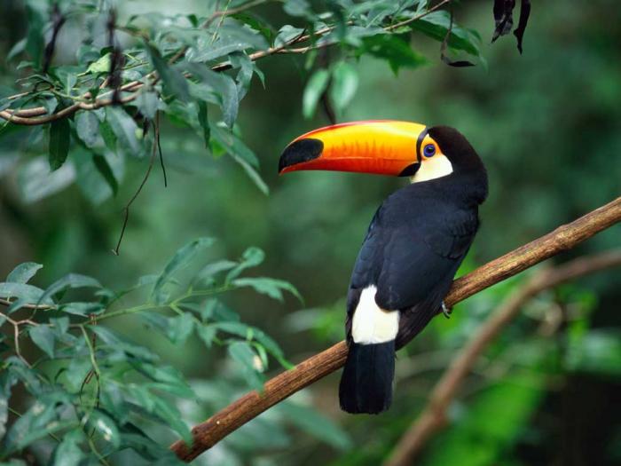 Biodiversidad - Aves - Un paso más por la integración de América Latina y el Caribe. Celac en cifras. - Riquezas naturales