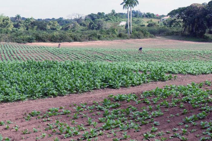 Visita gubernamental a Pinar del Río
