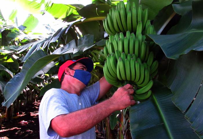 En la finca La Campesina se fomentan los clones FHIA 01, 04 y 18. 