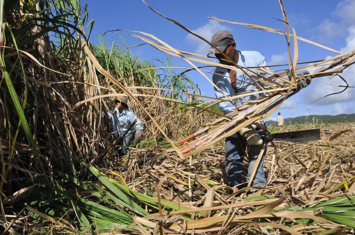 Brigada de macheteros de corte manual de la caña en la CPA Cuba Socialista en Cayajabo, tributando para el CAI Boris Luis Santa Coloma en el municipio Madruga, provincia de Mayabeque.