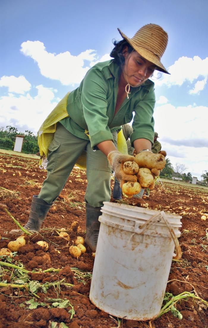 Cosecha de la papa en la Empresa de cultivos varios de Nueva Paz prov. Mayabeque
Foto: José M. Correa Armas 14/03/2012
Agri3168
