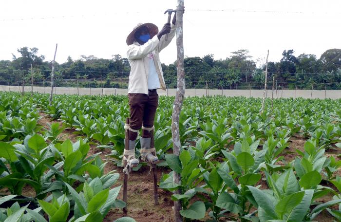 Los zanqueros deben caminar palmo a palmo las vegas, fijando primero los alambres de púa y colocando luego la tela sobre ellos. foto: Ronald Suárez Rivas