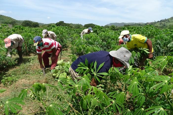 Se consideran priorizadas algunas producciones agrícolas y el desarrollo de la ganadería