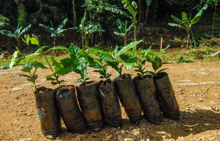 Granja Estatal Cuatro Vientos perteneciente al masiso montañoso Guamuhaya en el escambray, Cienfuegos,café listo para sembrar mediante el método vietnamita