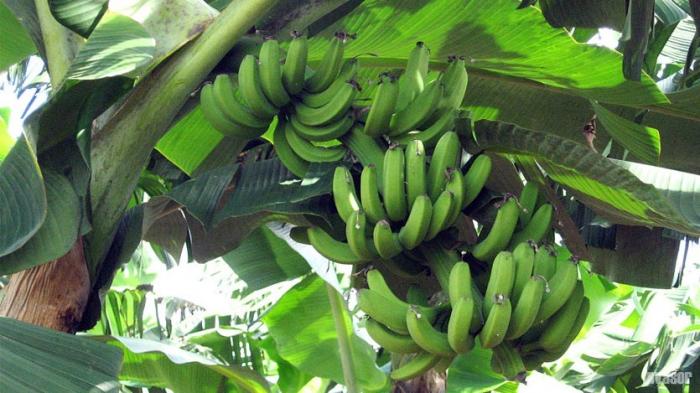 Incentivar la producción de alimentos es crucial en Cuba