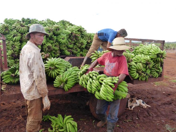 platanos