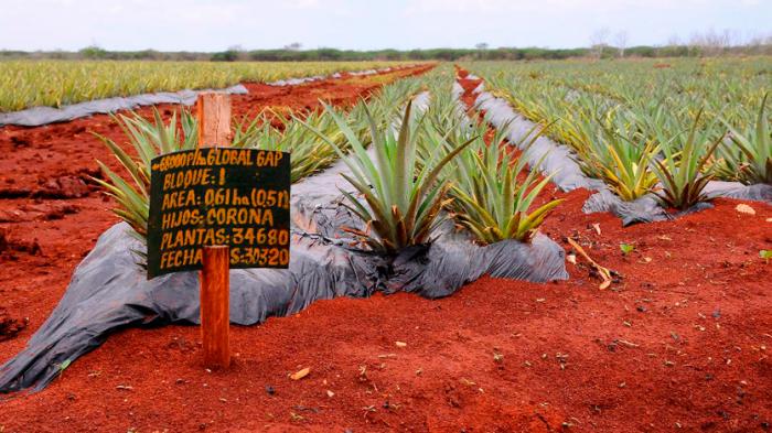 Cultivo de nueva variedad de piña en Ciego de Ávila