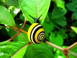 caracol pintado cubano Polymita picta