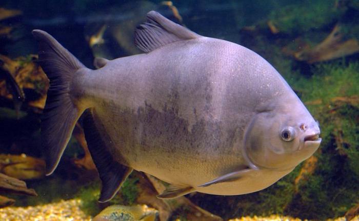 Colossoma
