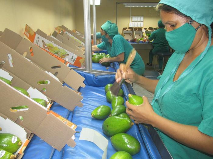La Empresa Agroindustrial Ceballos con potencialidades y experiencia en exportaciones de una amplia gama de productos agrícolas