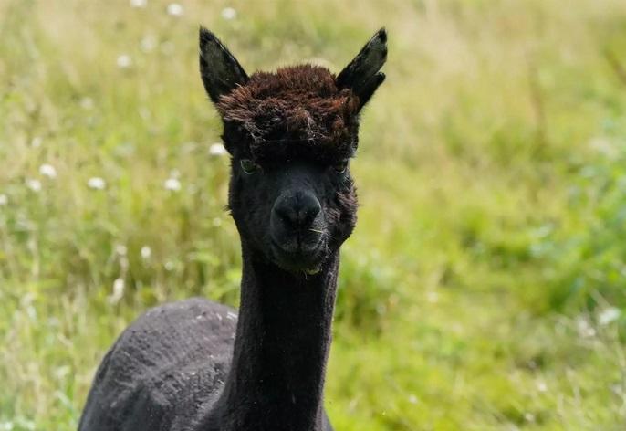 alpaca