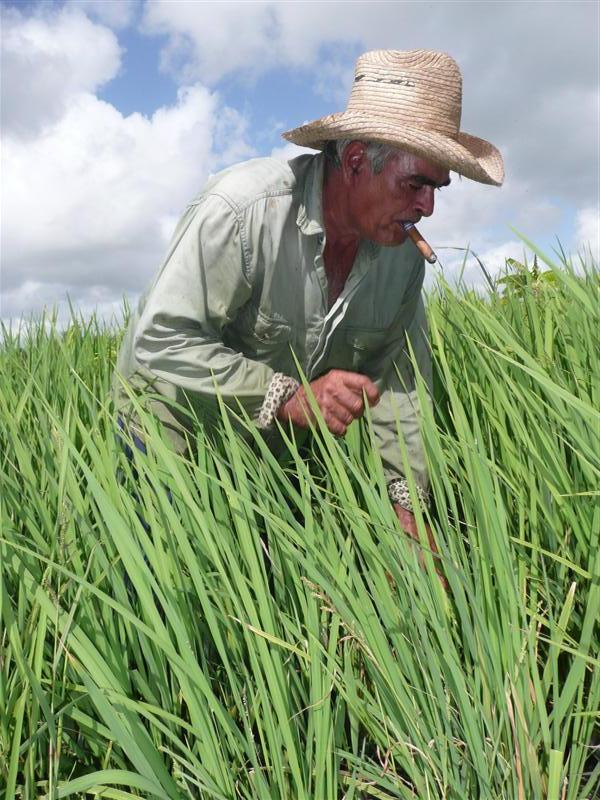 La ayuda a los productores de arroz es una de las prioridades de Gelma