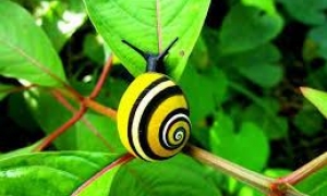 caracol pintado cubano Polymita picta