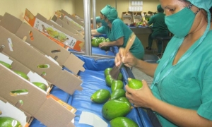 La Empresa Agroindustrial Ceballos con potencialidades y experiencia en exportaciones de una amplia gama de productos agrícolas