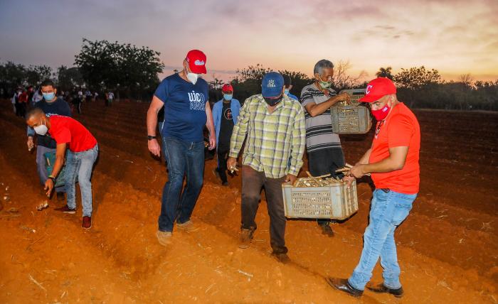 Trabajo voluntario en homenaje al 60 aniversario de la UJC y la OPJM, encabezado por el Presidente de Cuba, Miguel Díaz-Canel Bermúdez, finca El Valiente, sembrando Yuca y Maiz