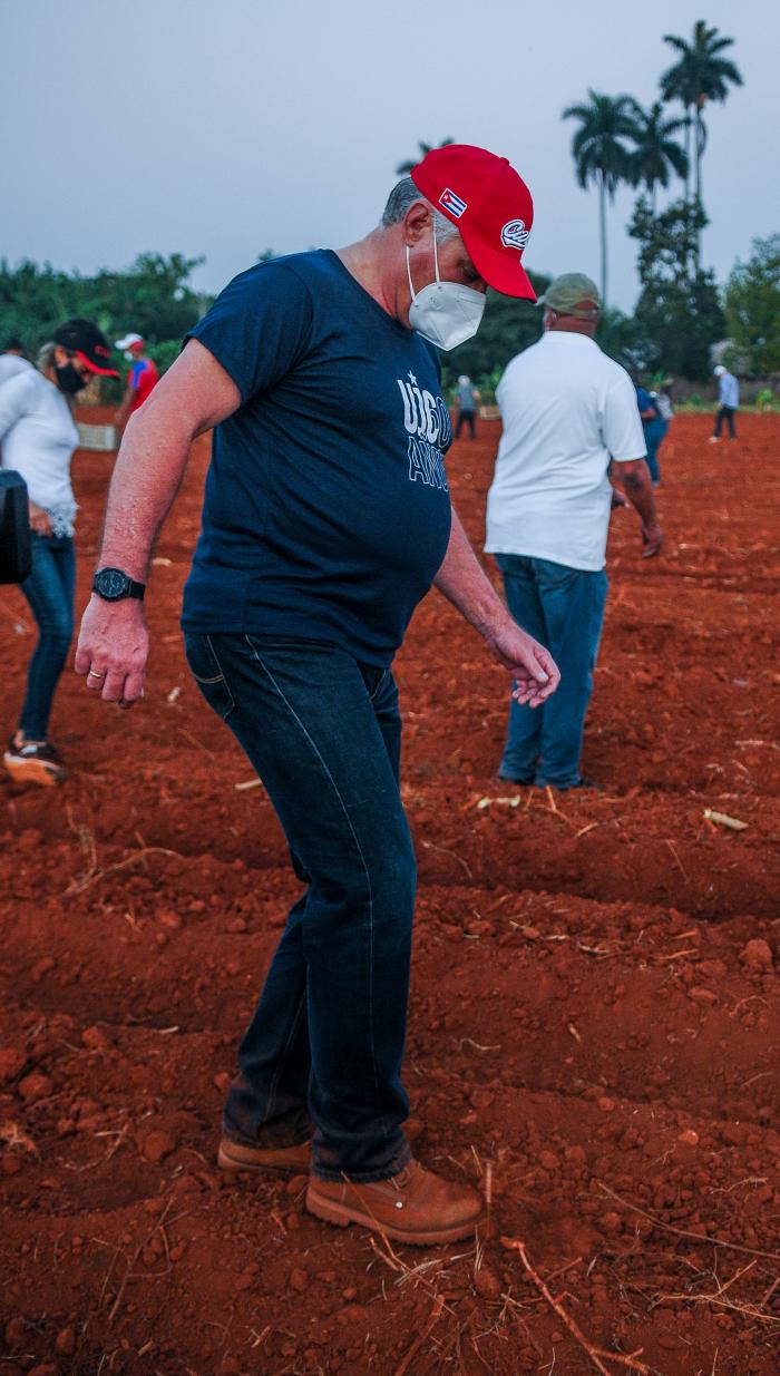 Trabajo voluntario en homenaje al 60 aniversario de la UJC y la OPJM, encabezado por el Presidente de Cuba, Miguel Díaz-Canel Bermúdez, finca El Valiente, sembrando Yuca y Maiz