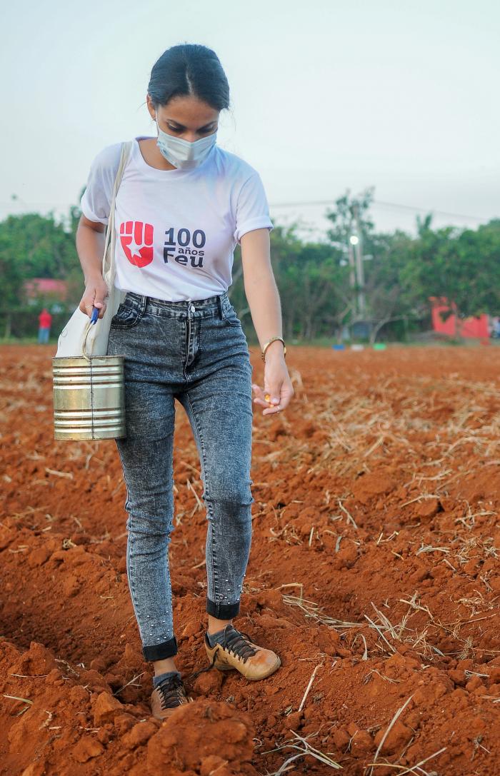 Trabajo voluntario en homenaje al 60 aniversario de la UJC y la OPJM, encabezado por el Presidente de Cuba, Miguel Díaz-Canel Bermúdez, finca El Valiente, sembrando Yuca y Maiz