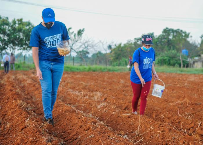 Trabajo voluntario en homenaje al 60 aniversario de la UJC y la OPJM, encabezado por el Presidente de Cuba, Miguel Díaz-Canel Bermúdez, finca El Valiente, sembrando Yuca y Maiz