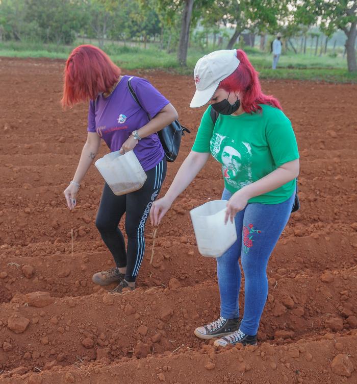 Trabajo voluntario en homenaje al 60 aniversario de la UJC y la OPJM, encabezado por el Presidente de Cuba, Miguel Díaz-Canel Bermúdez, finca El Valiente, sembrando Yuca y Maiz