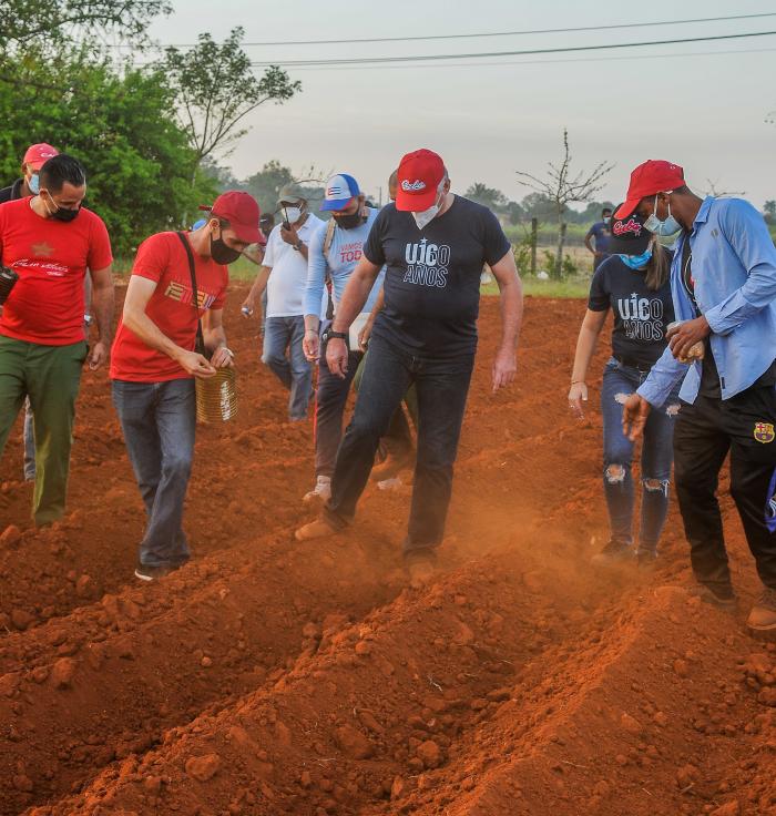 Trabajo voluntario en homenaje al 60 aniversario de la UJC y la OPJM, encabezado por el Presidente de Cuba, Miguel Díaz-Canel Bermúdez, finca El Valiente, sembrando Yuca y Maiz