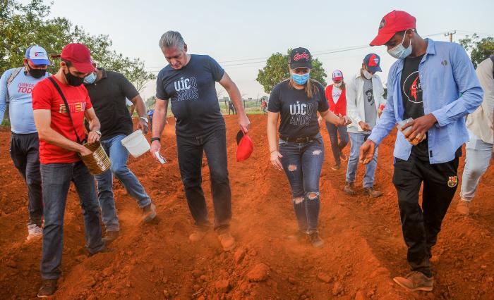 Trabajo voluntario en homenaje al 60 aniversario de la UJC y la OPJM, encabezado por el Presidente de Cuba, Miguel Díaz-Canel Bermúdez, finca El Valiente, sembrando Yuca y Maiz
