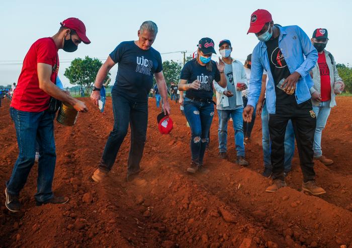 Trabajo voluntario en homenaje al 60 aniversario de la UJC y la OPJM, encabezado por el Presidente de Cuba, Miguel Díaz-Canel Bermúdez, finca El Valiente, sembrando Yuca y Maiz