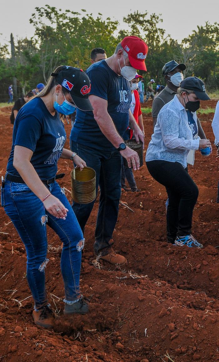 Trabajo voluntario en homenaje al 60 aniversario de la UJC y la OPJM, encabezado por el Presidente de Cuba, Miguel Díaz-Canel Bermúdez, finca El Valiente, sembrando Yuca y Maiz
