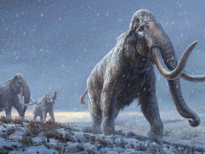 mamut lanudo