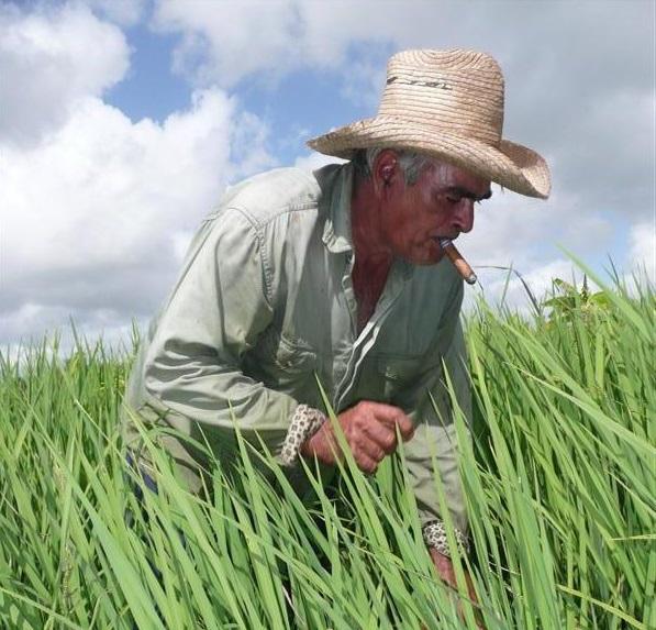 A través de Saeca se ofrece información geoespacial actualizada sobre la situación de los arrozales. 
foto: Freddy Pérez Cabrera 	