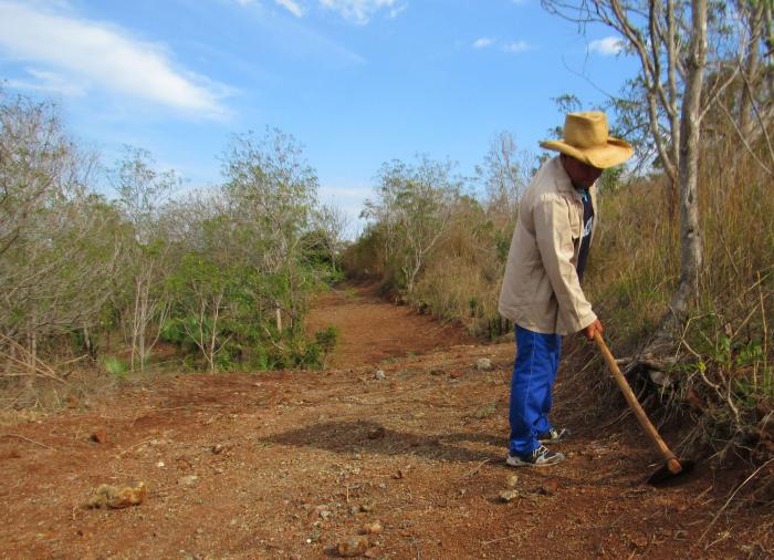 La trocha cortafuego es objeto de mantenimiento constante en la finca forestal El Gavilán. Foto del autor