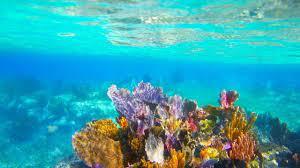 calentamiento de las temperaturas oceánicas asociado a las emisiones globales de dióxido de carbono, representa la mayor amenaza para los arrecifes de coral de todo el planeta