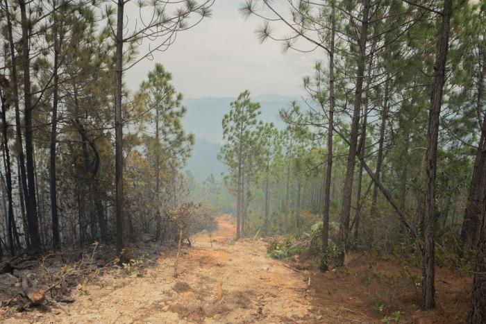 Controlan incendio forestal de grandes proporciones en Pinar del Río
